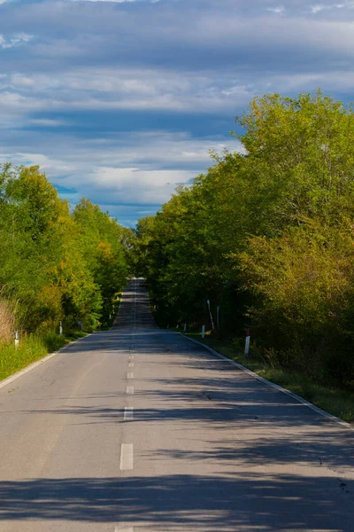 Tree Alley Front Farmhouse Montalcino Tuscany Italy — Foto Stock