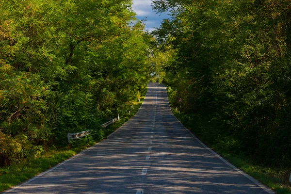 Tree Alley Front Farmhouse Montalcino Tuscany Italy — Foto Stock