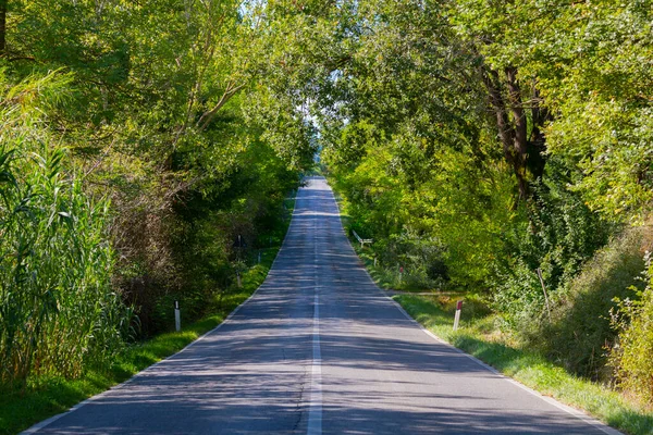 Tree Alley Front Farmhouse Montalcino Tuscany Italy — Foto Stock