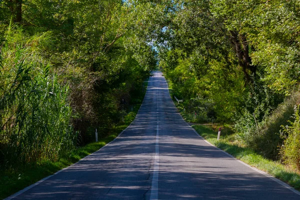 Tree Alley Front Farmhouse Montalcino Tuscany Italy — Stockfoto