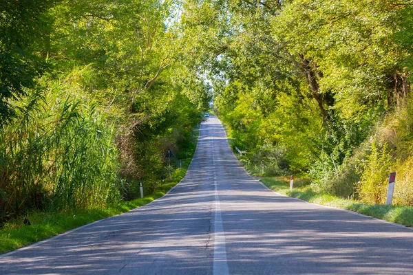 Tree Alley Front Farmhouse Montalcino Tuscany Italy — Stock Photo, Image