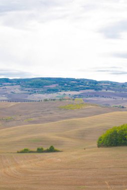 Yazın tipik Toskana manzarası, ekili tarlaları, şarap bahçeleri, selvi ağaçları ve Montepulciano ve Montalcino yakınlarındaki bir tepe ve vadi arazisindeki eski çiftlik binaları, Val d 'Orcia, İtalya