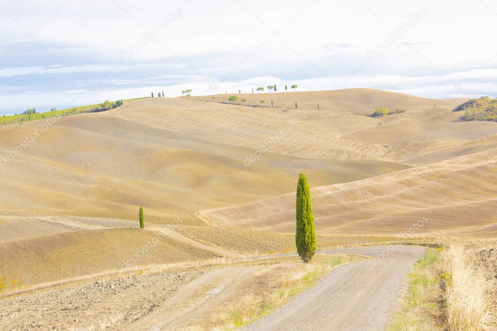 Typical Tuscany landscape in summer, with cultivated fields and wine yards, cypress trees and old farm buildings in a hill and valley landscape, near Montepulciano and Montalcino, Val d'Orcia, Italy