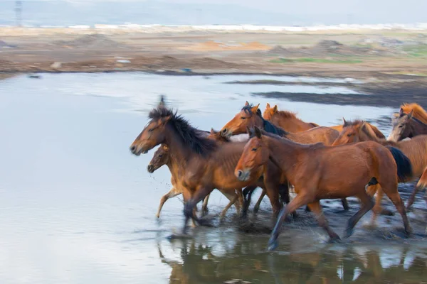 Yilki Horses Running River Yilki Horses Hormetci Villiage Kayseri Turkey — 스톡 사진