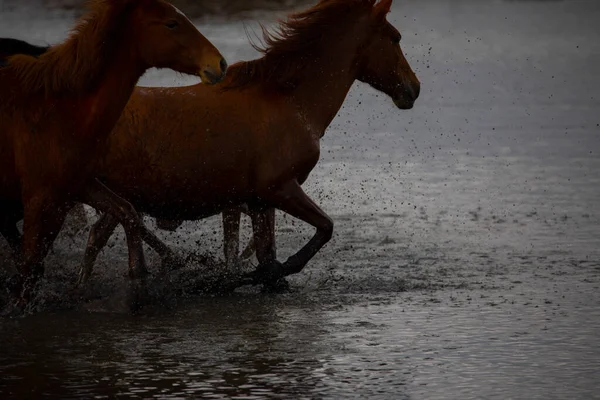 Yilki Horses Running River Yilki Horses Hormetci Villiage Kayseri Turkey — Fotografia de Stock