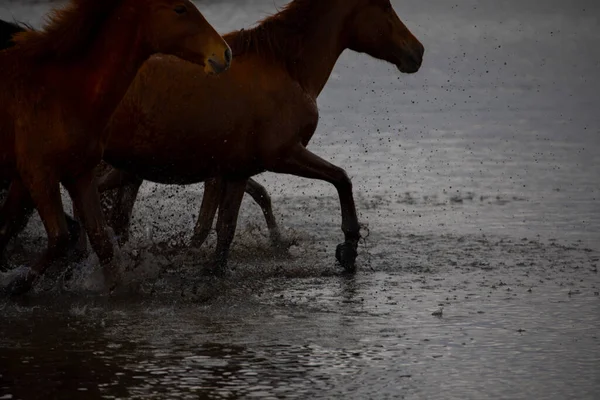 Yilki Horses Running River Yilki Horses Hormetci Villiage Kayseri Turkey — Fotografia de Stock