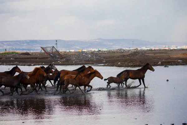 Yilki Horses Running River Yilki Horses Hormetci Villiage Kayseri Turkey — Foto Stock