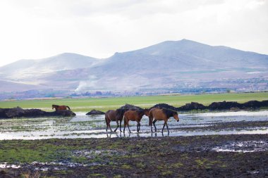 Yilki atları nehirde koşuyor. Kayseri Türkiye 'deki Hormetci villasındaki Yilki atları. Sahibi olmayan yabani atlar.