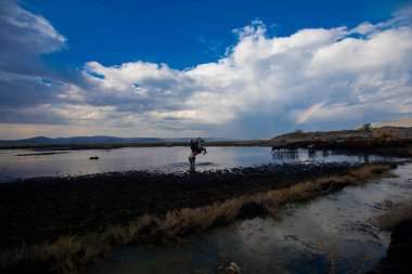 Vahşi atlar doğada özgürce dolaşır.