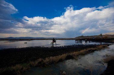 Vahşi atlar doğada özgürce dolaşır.
