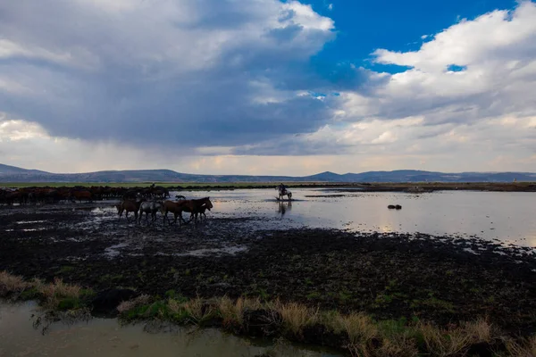 Wild Horses Run Free Nature — Foto Stock