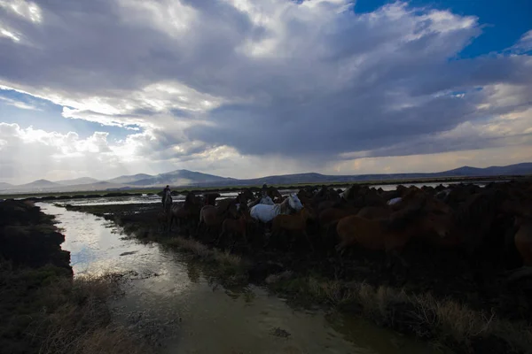 Wild Horses Run Free Nature — Foto Stock