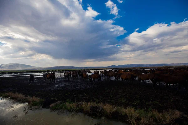 Wild Horses Run Free Nature — Foto Stock