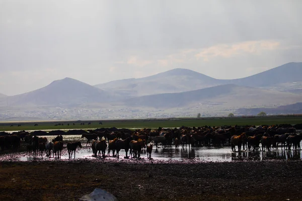 Wild Horses Run Free Nature — Photo