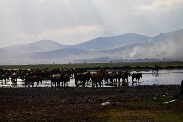 Wild Horses Run Free Nature — 图库照片