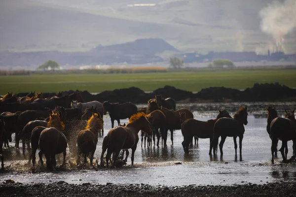 Wild Horses Run Free Nature — 스톡 사진