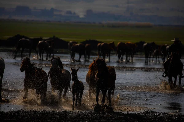 Wild Horses Run Free Nature — 스톡 사진