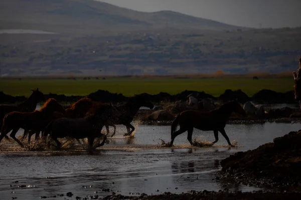 Wild Horses Run Free Nature — 스톡 사진