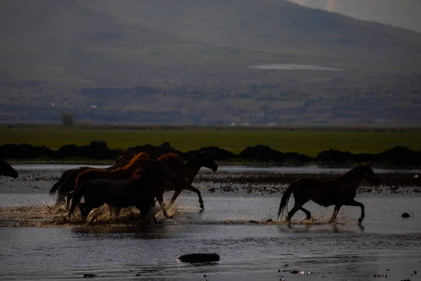 Wild Horses Run Free Nature — 스톡 사진