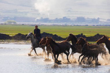 Yilki atları nehirde koşuyor. Kayseri Türkiye 'deki Hormetci villasındaki Yilki atları. Sahibi olmayan yabani atlar.