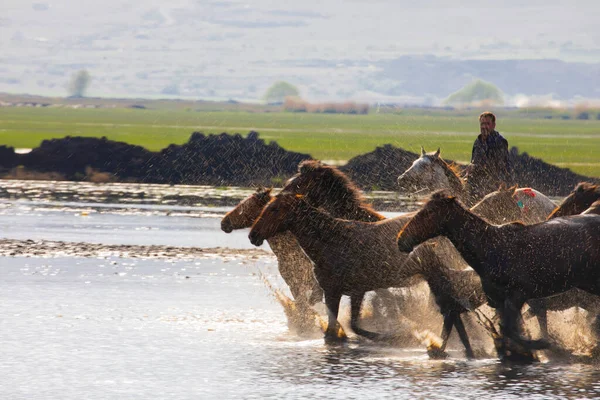 Yilki Horses Running River Yilki Horses Hormetci Villiage Kayseri Turkey — 스톡 사진