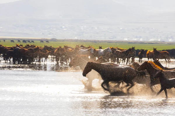 Yilki horses are running on the river. Yilki horses in Hormetci villiage in Kayseri Turkey .They are wild horses with no owners