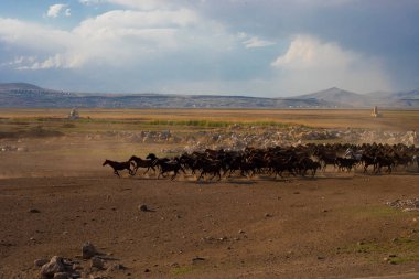 Wild horses run free in nature