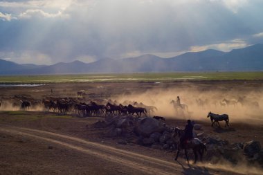 Wild horses run free in nature