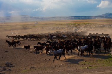 Wild horses run free in nature