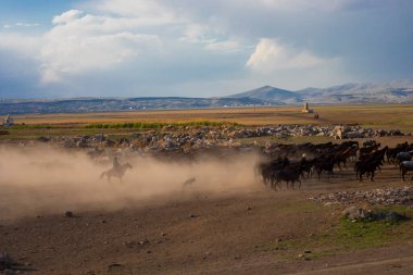 Wild horses run free in nature