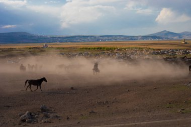 Wild horses run free in nature