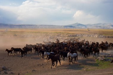 Yilki horses are running on the river. Yilki horses in Hormetci villiage in Kayseri Turkey .They are wild horses with no owners