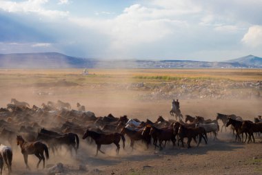 Yilki horses are running on the river. Yilki horses in Hormetci villiage in Kayseri Turkey .They are wild horses with no owners