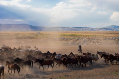Yilki atları nehirde koşuyor. Kayseri Türkiye 'deki Hormetci villasındaki Yilki atları. Sahibi olmayan yabani atlar.