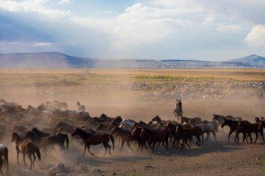 Yilki atları nehirde koşuyor. Kayseri Türkiye 'deki Hormetci villasındaki Yilki atları. Sahibi olmayan yabani atlar.