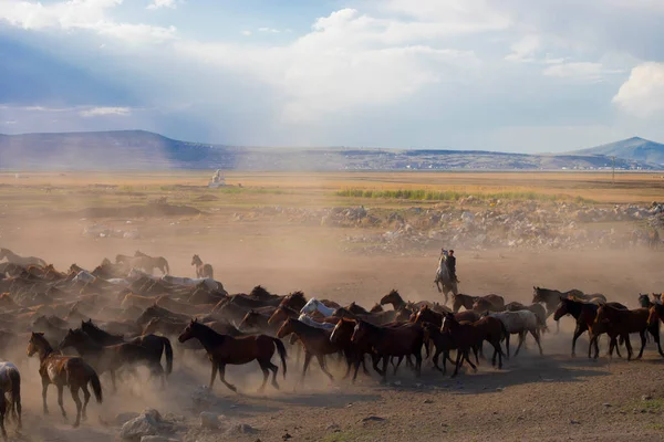 Yilki Horses Running River Yilki Horses Hormetci Villiage Kayseri Turkey — 图库照片