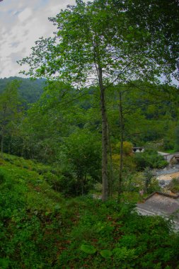 Yeşilin ortasında harika manzarası olan tarihi Ortacalar Çift Köprüler.