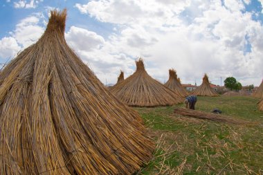 Kışın açık mavi bulutlu gökyüzünün önünde altın sarısı bataklıklar ve sazlıklar. Pastoral güzel manzara arka planı.