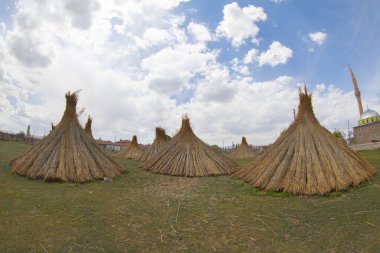 Kışın açık mavi bulutlu gökyüzünün önünde altın sarısı bataklıklar ve sazlıklar. Pastoral güzel manzara arka planı.