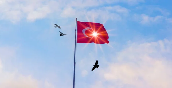 Waving Turkish Flag Sun Birds — Stockfoto