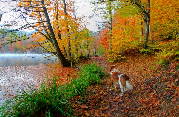 Autumn Landscape Seven Lakes Yedigoller Park Bolu Turkey — Stock Photo, Image