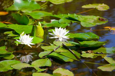 White lotus flowers in the lake