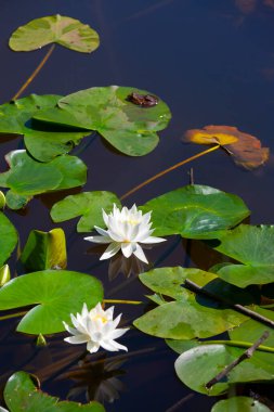 White lotus flowers in the lake