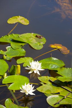 White lotus flowers in the lake