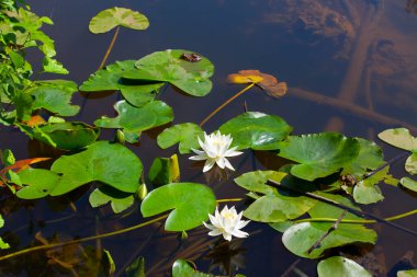 White lotus flowers in the lake