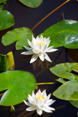 White lotus flowers in the lake