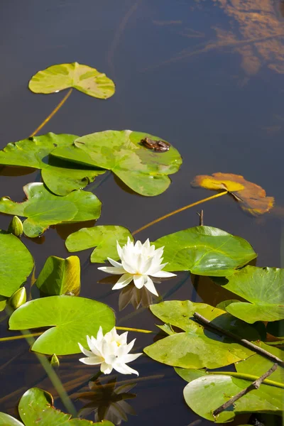 White lotus flowers in the lake