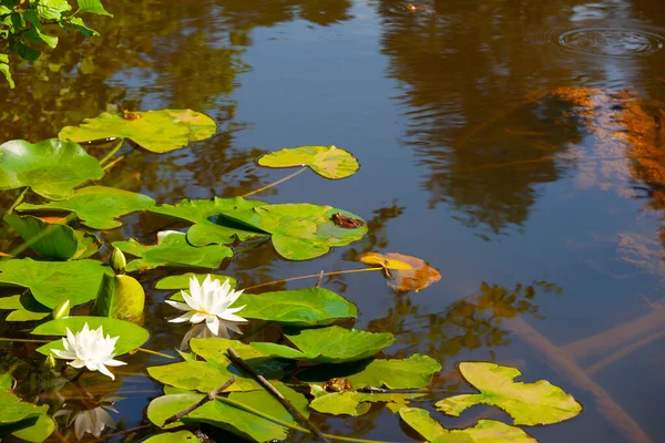 White lotus flowers in the lake