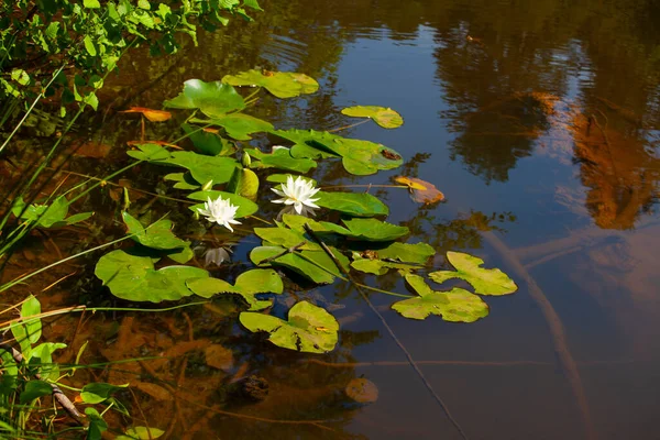 White lotus flowers in the lake