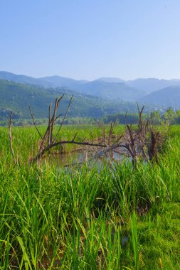 Efteni Gölü ile nilüfer ve Düzce, Türkiye'de uzun İskelesi.